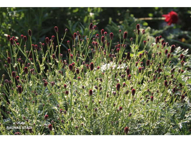 Sanguisorba   'Little Angel'